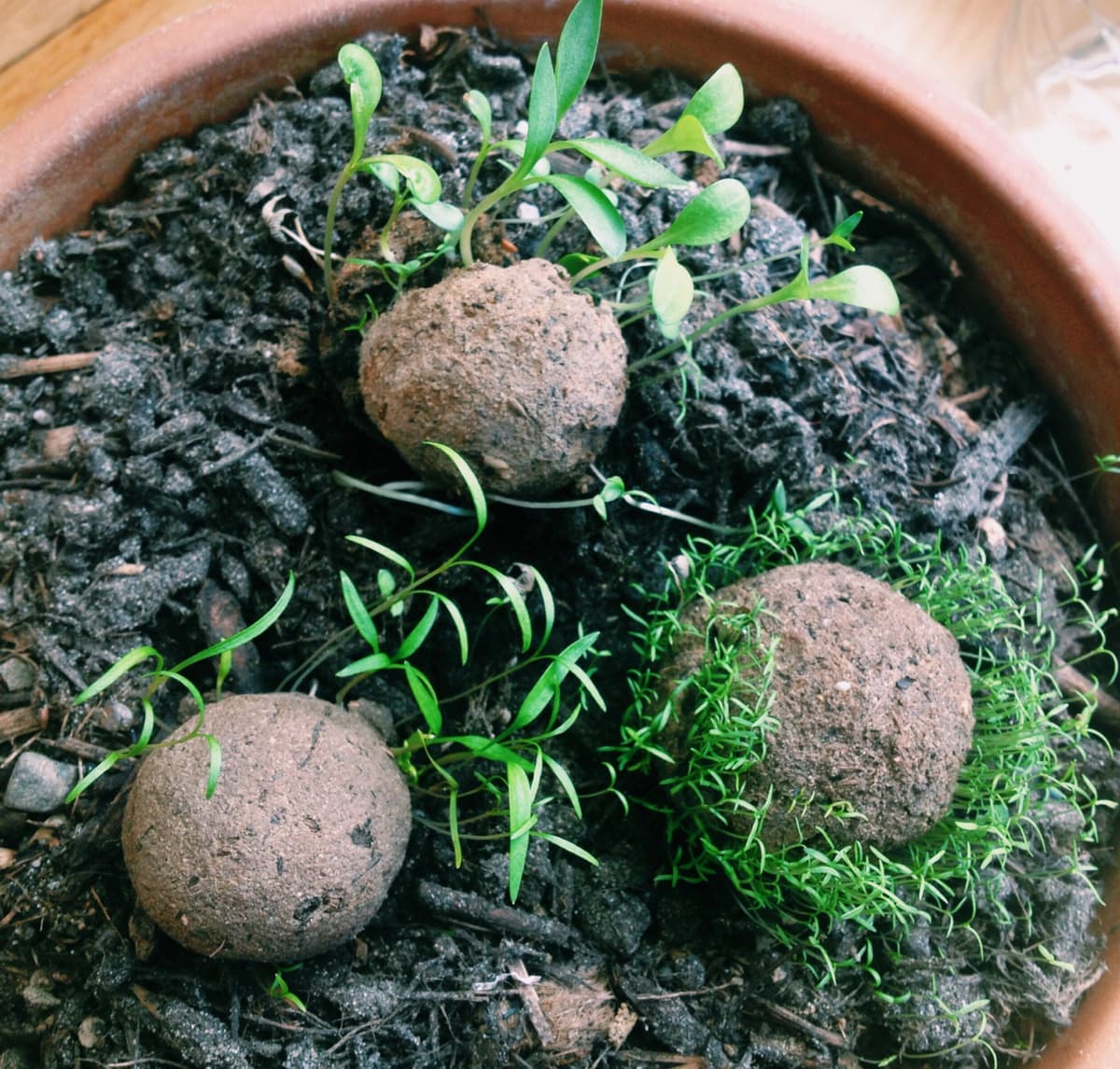 . Wildflower Seed Bombs .