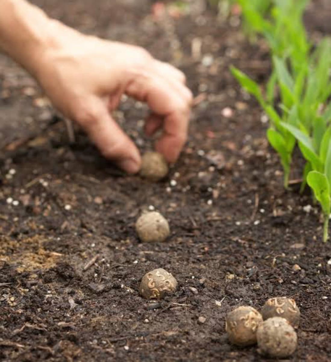 . Wildflower Seed Bombs .